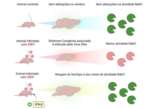 atividade da enzima Ndel1