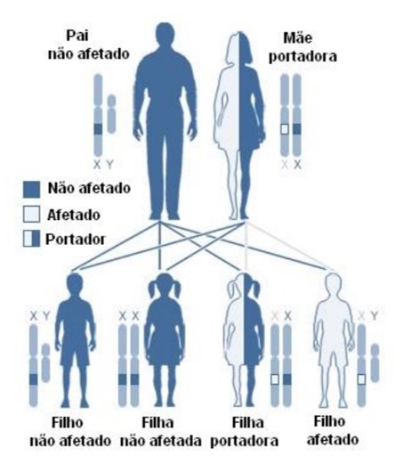 hereditariedade hemofilia