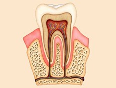 estrutura interna do dente