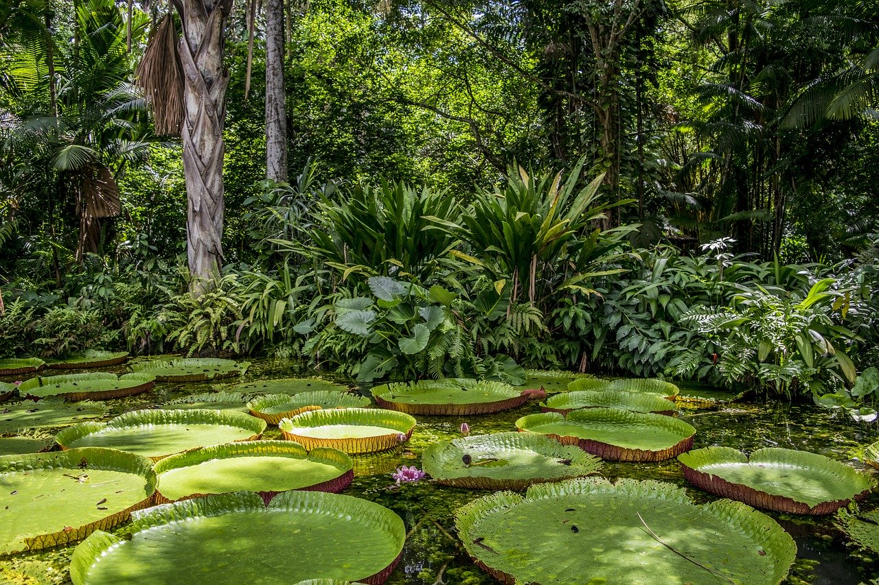 Floresta com vitórias-régias