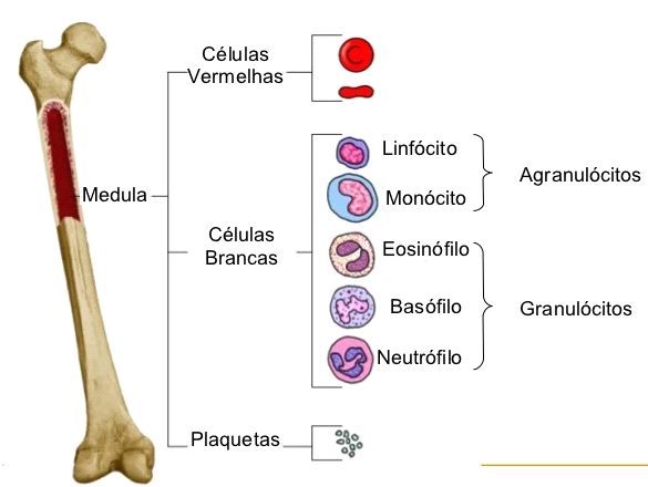 A Leucemia Pode se Espalhar para outros Órgãos?