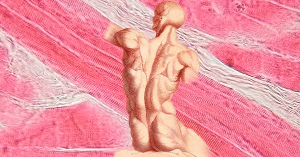 regeneracao muscular