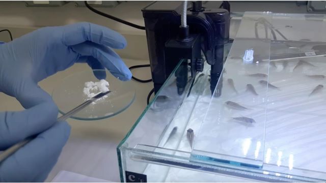 biomaterial para peixes